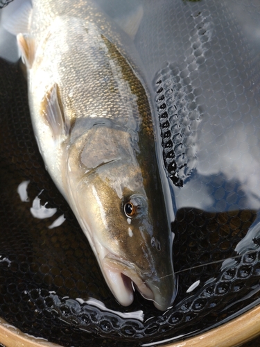 ウグイの釣果