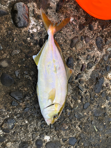 カンパチの釣果