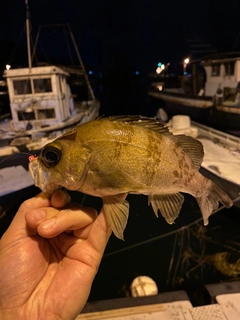 メバルの釣果