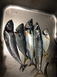 釣果