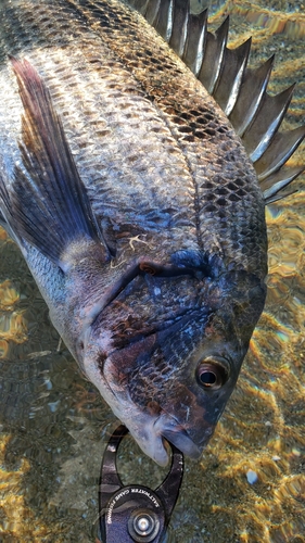 クロダイの釣果