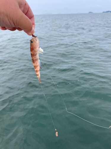 ハゼの釣果