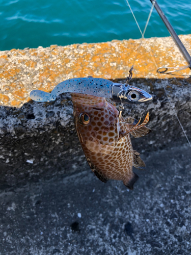 オオモンハタの釣果