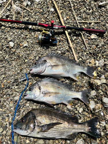 クロダイの釣果