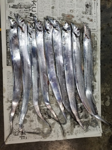 タチウオの釣果