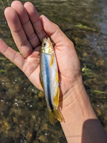 カワムツの釣果