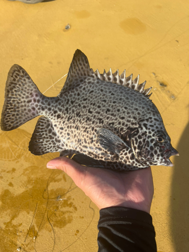 イシガキダイの釣果