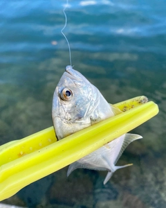 メッキの釣果