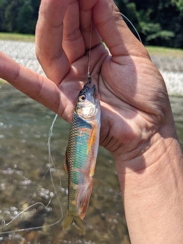 オイカワの釣果