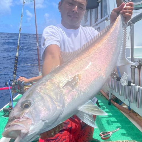 カンパチの釣果