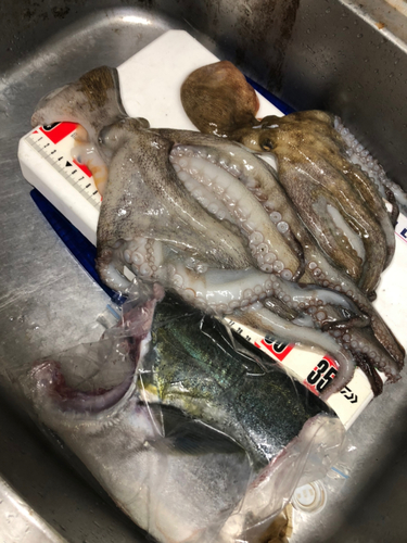 タコの釣果