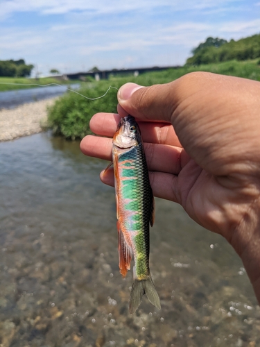 オイカワの釣果