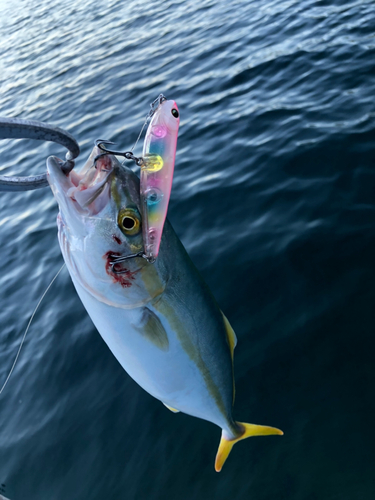 ヤズの釣果