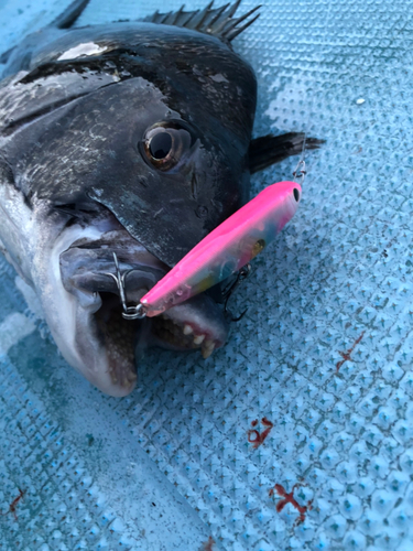 チヌの釣果