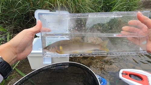 アユの釣果