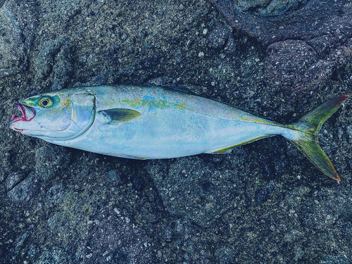 イナダの釣果