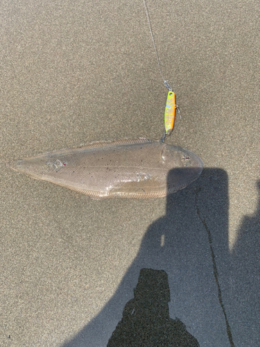 シタビラメの釣果