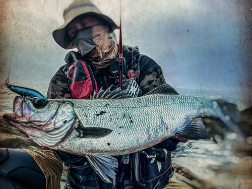 ヒラスズキの釣果