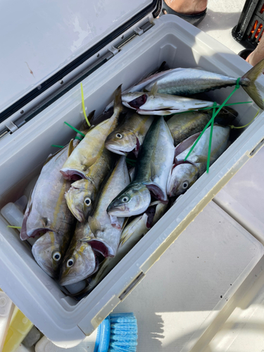 カンパチの釣果