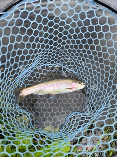 ニジマスの釣果