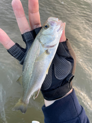 セイゴ（タイリクスズキ）の釣果