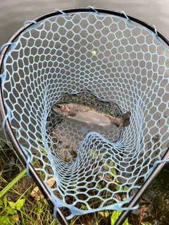 ニジマスの釣果