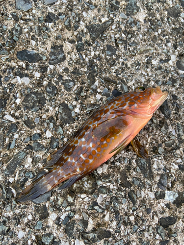 アコウの釣果