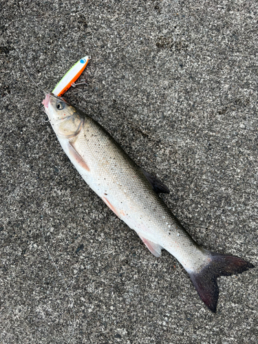 ウグイの釣果