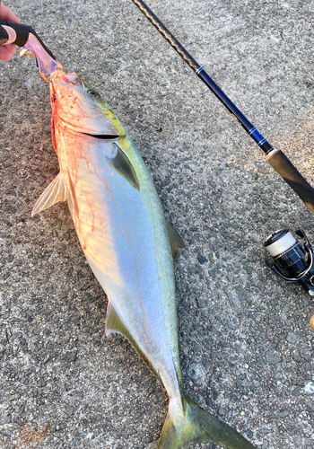 メジロの釣果