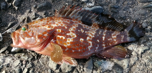 キジハタの釣果