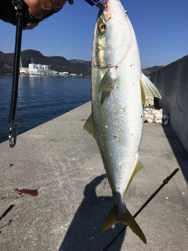 ハマチの釣果