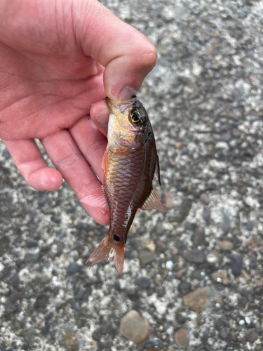 クロホシイシモチの釣果