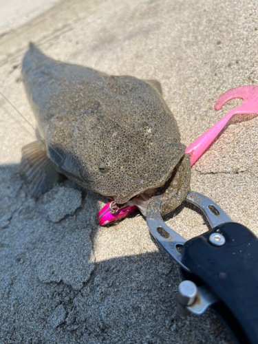 マゴチの釣果