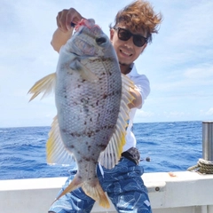 サザナミダイの釣果