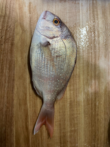 タイの釣果