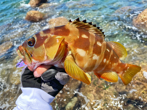 アカハタの釣果