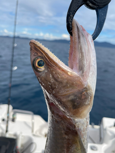 アカエソの釣果