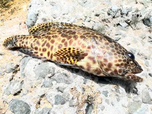 カンモンハタの釣果