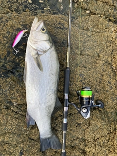 ヒラスズキの釣果