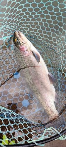 ニジマスの釣果