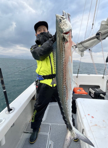 サワラの釣果