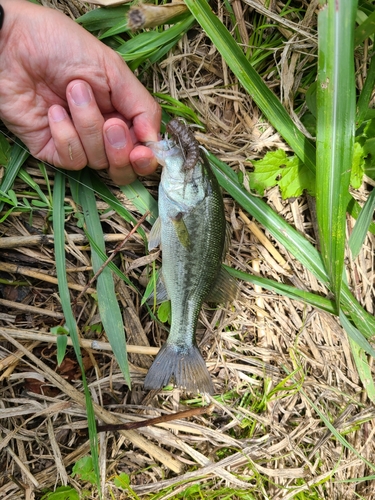 ラージマウスバスの釣果