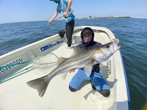 シーバスの釣果