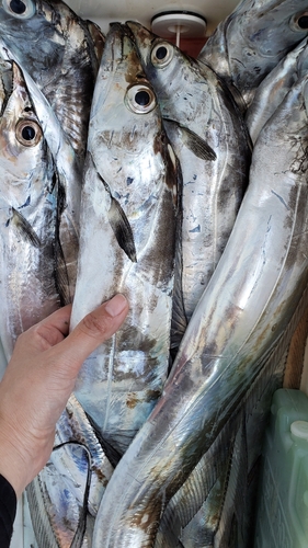 タチウオの釣果