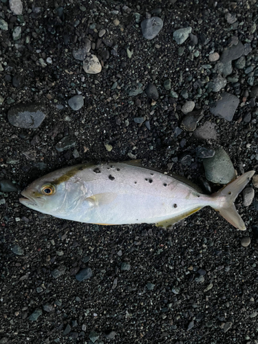 ショゴの釣果