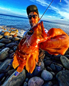 アカハタの釣果