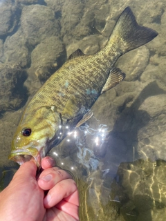 スモールマウスバスの釣果