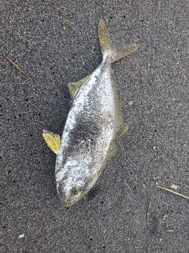 ショゴの釣果