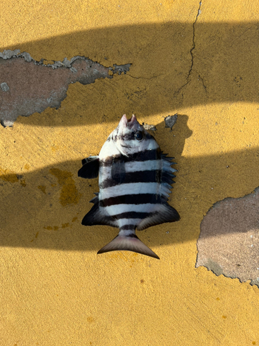 イシダイの釣果