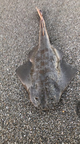 カスザメの釣果